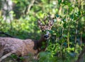 Roe buck with moulting coat