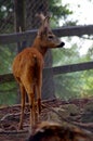 Roe Capreolus capreolus Royalty Free Stock Photo