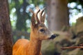 Roe Capreolus capreolus Royalty Free Stock Photo