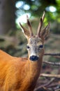Roe Capreolus capreolus Royalty Free Stock Photo
