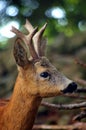 Roe Capreolus capreolus Royalty Free Stock Photo