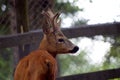 Roe Capreolus capreolus Royalty Free Stock Photo