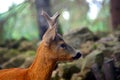 Roe Capreolus capreolus Royalty Free Stock Photo