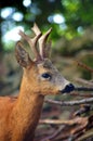 Roe Capreolus capreolus Royalty Free Stock Photo