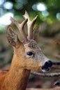 Roe Capreolus capreolus Royalty Free Stock Photo