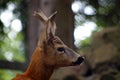Roe Capreolus capreolus Royalty Free Stock Photo