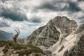 Roe capricorn in the Julian Alps