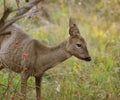 Roe Deer Royalty Free Stock Photo