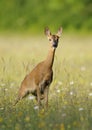 Roe Deer Royalty Free Stock Photo