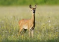 Roe Deer Royalty Free Stock Photo