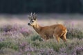 Roe deer Royalty Free Stock Photo
