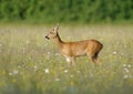 Roe Deer Royalty Free Stock Photo