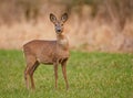 Roe deer Royalty Free Stock Photo