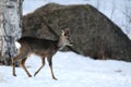 Roe-deer Royalty Free Stock Photo