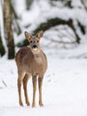 Roe-deer Royalty Free Stock Photo