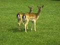 Roe deer