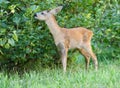 Roe deer. Royalty Free Stock Photo