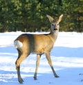 Roe deer