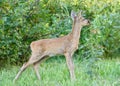 Roe deer. Royalty Free Stock Photo