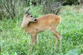 Roe deer. Royalty Free Stock Photo