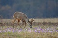 Roe deer amidst saffron Royalty Free Stock Photo