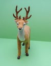 Roe deer animal of class Mammalia mammals Royalty Free Stock Photo