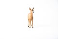 Roe Deer animal on isolated background Royalty Free Stock Photo