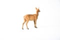 Roe Deer animal on isolated background Royalty Free Stock Photo