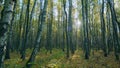 Roe deer. Autumn forest in sunlight with beautiful orange foliage. Sunrise in autumn forrest on tree background. Wide