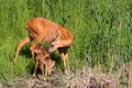 Roe-deer with baby