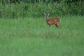 Roe deer baby on the magical green grassland