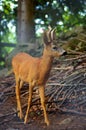 Roe Capreolus capreolus Royalty Free Stock Photo