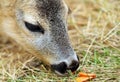 Roe deer being fed with carrots Royalty Free Stock Photo