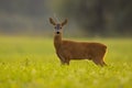 Roe deer with broken antler standing on grass in summer Royalty Free Stock Photo