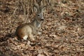 Roe deer buck Royalty Free Stock Photo