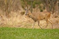 Roe deer buck Royalty Free Stock Photo