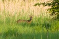 Roe Deer buck Royalty Free Stock Photo