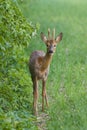 Roe deer buck Royalty Free Stock Photo