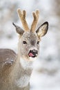 Roe deer buck with antlers in velvet licking with tongue in snowfall. Royalty Free Stock Photo