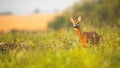 Roe deer buck with asymmetrical antlers looking aside in summer with copy space Royalty Free Stock Photo