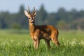 Roe deer buck with broken antler on a floodplain meadow with flowers