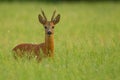 Roe deer buck in buckwheat Royalty Free Stock Photo