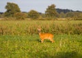 Roe deer buck Royalty Free Stock Photo