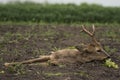 Roe deer buck capreolus capreolus