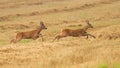 Roe deer buck chasing a doe on dry stubble field in summer rutting season Royalty Free Stock Photo