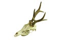 Roe deer buck cranium on white background