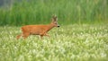 Roe deer buck with dark antlers walking on a meadow in summer with copy space Royalty Free Stock Photo