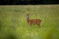 Roe Deer buck in the countryside in Wiltshire, UK. Royalty Free Stock Photo