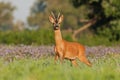 Roe deer buck in the flowers Royalty Free Stock Photo