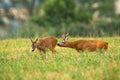 Roe deer buck following doe and licking her to feel hormones in rutting season Royalty Free Stock Photo